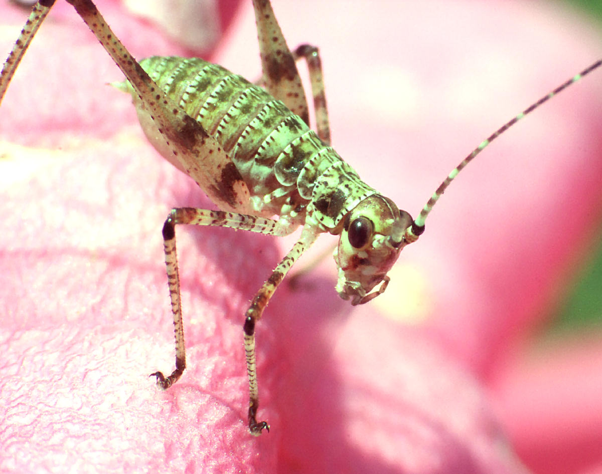 Tettogonia sp. ?  - neanide